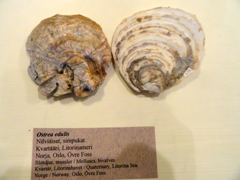 Ostrea edulis - Fossils in the Arppeanum - DSC05538