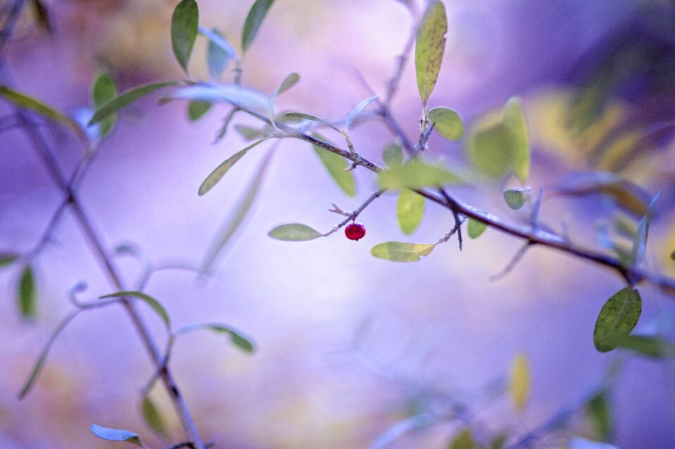 Berry nature green