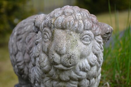 Garden lamb sheep