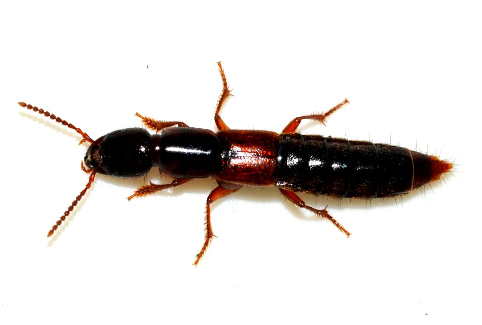 Othius-punctulatus-10-fws
