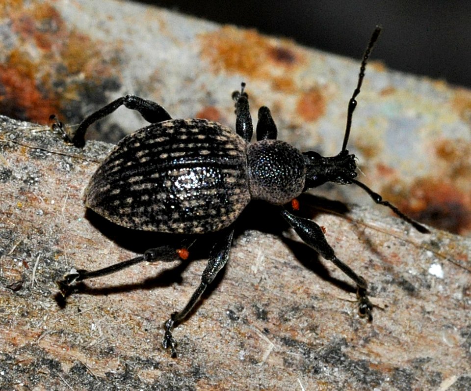 Otiorhynchus-armadillo-02-fws