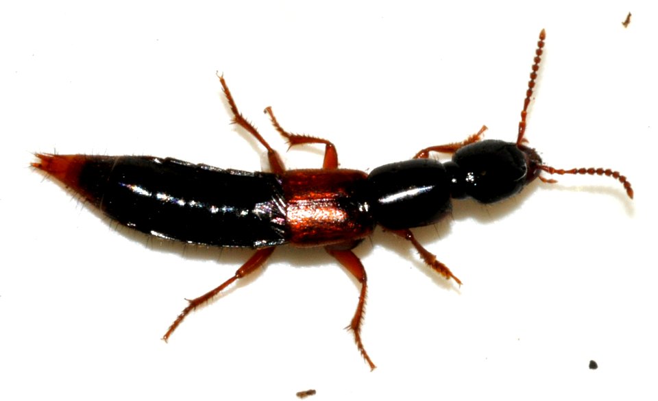 Othius-punctulatus-02-fws