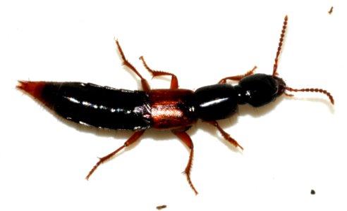 Othius-punctulatus-02-fws