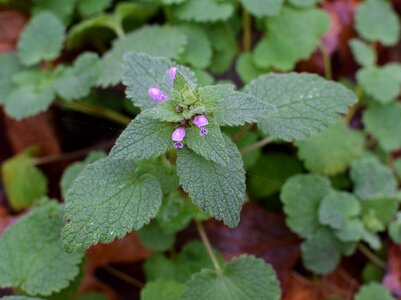 Bloom plant nature