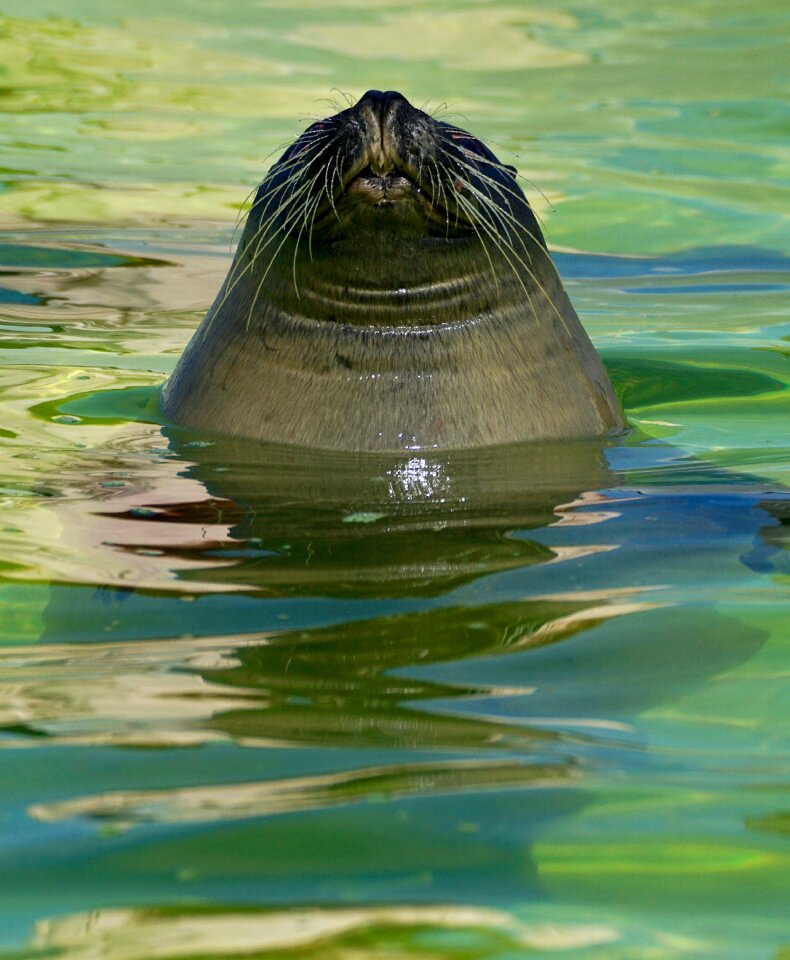 Seal station ecomare texel mammal