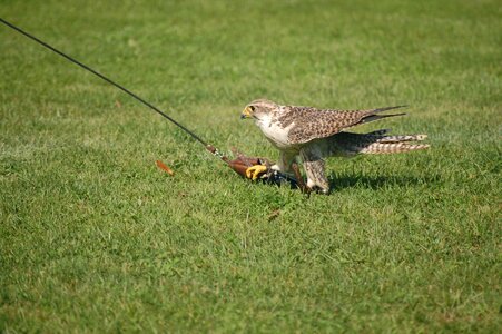 Falcon raptors falconry