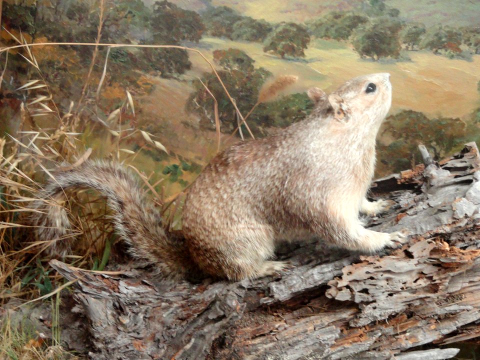 Otospermophilus beecheyi - Pacific Grove Museum of Natural History - DSC06651
