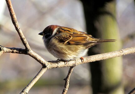 Birds sparrow house sparrow