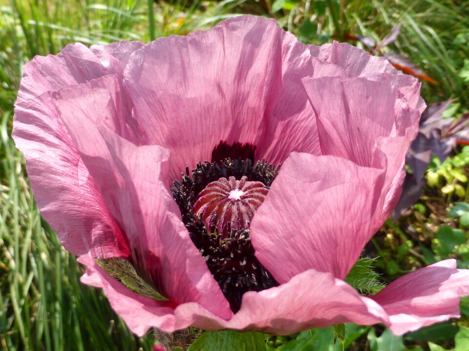 Nature pink flower garden