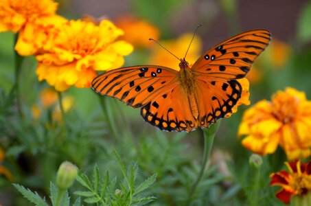 Fritillary nature gulf