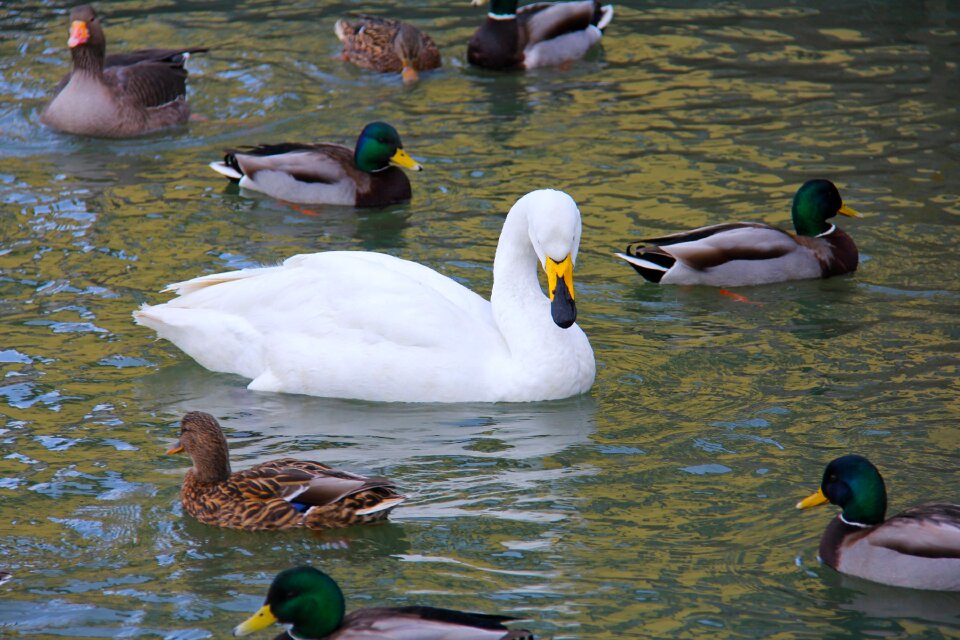 Ducks geese cold photo