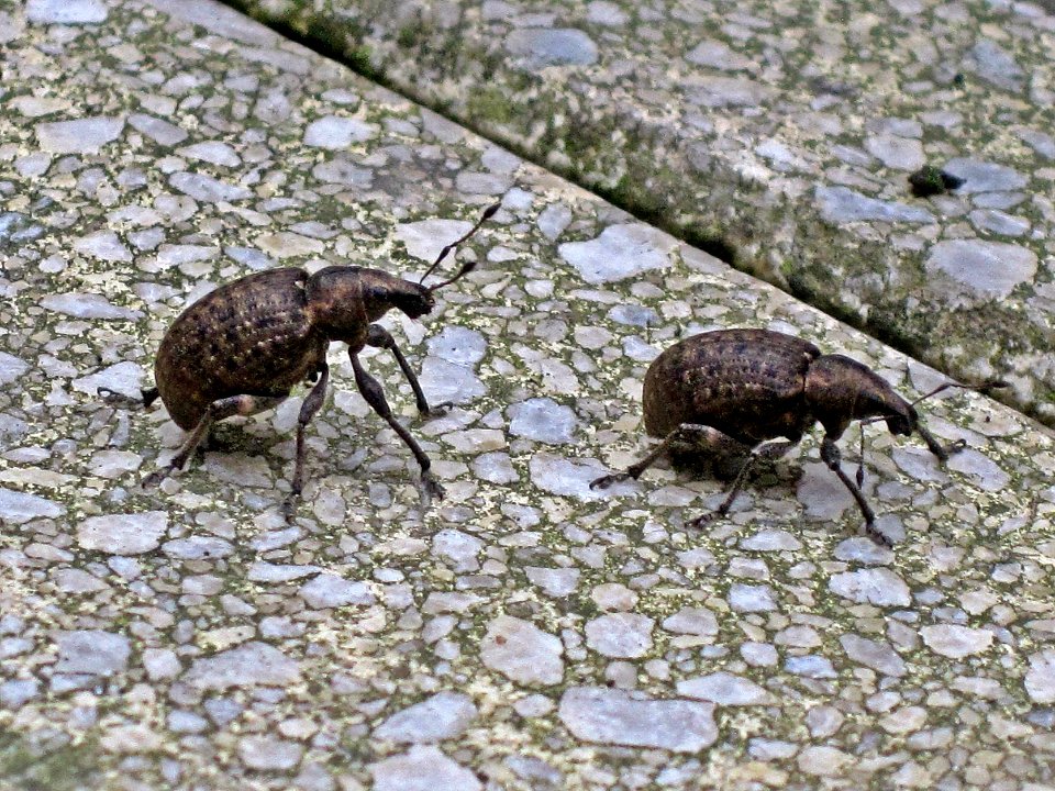 Otiorhynchus sulcatus (black vine weevil) , Arnhem, the Netherlands