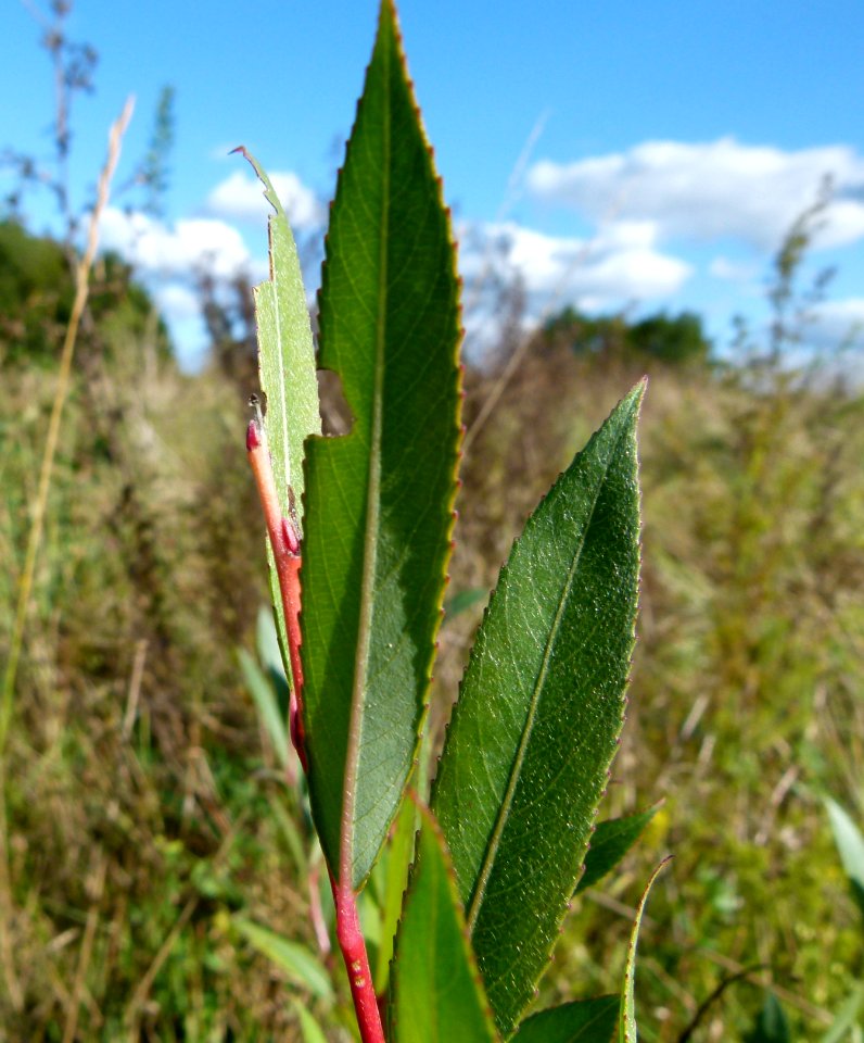 Osier sauvage 3
