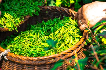 Green tea leaves herbal photo