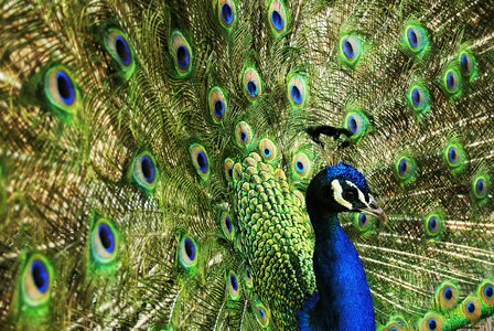 Nature royals palace