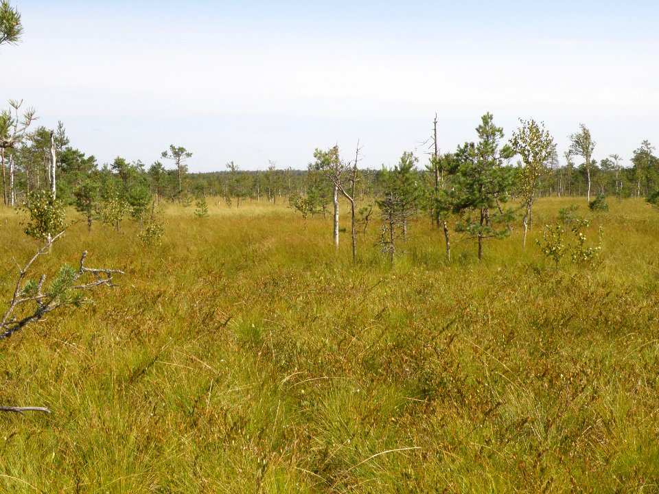 Ostrovskoye virgin peat bog