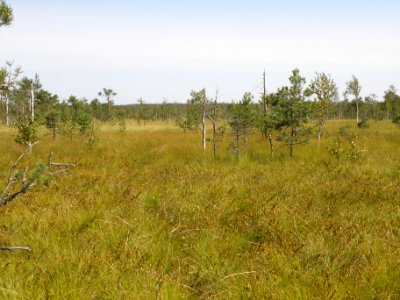 Ostrovskoye virgin peat bog