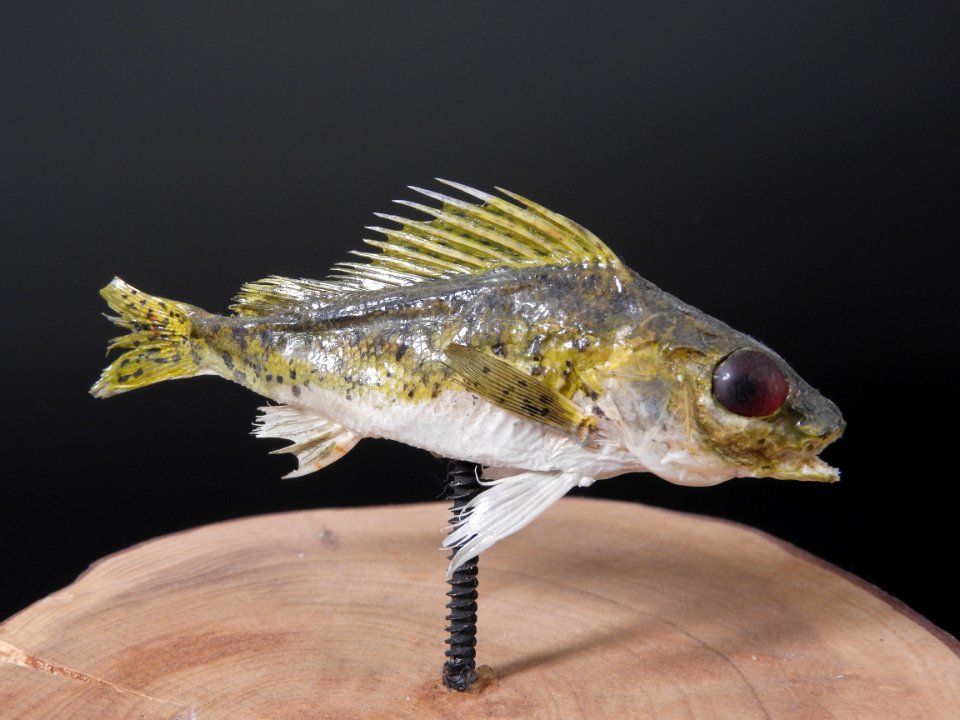 Osteichthyes - Gymnocephalus cernuus