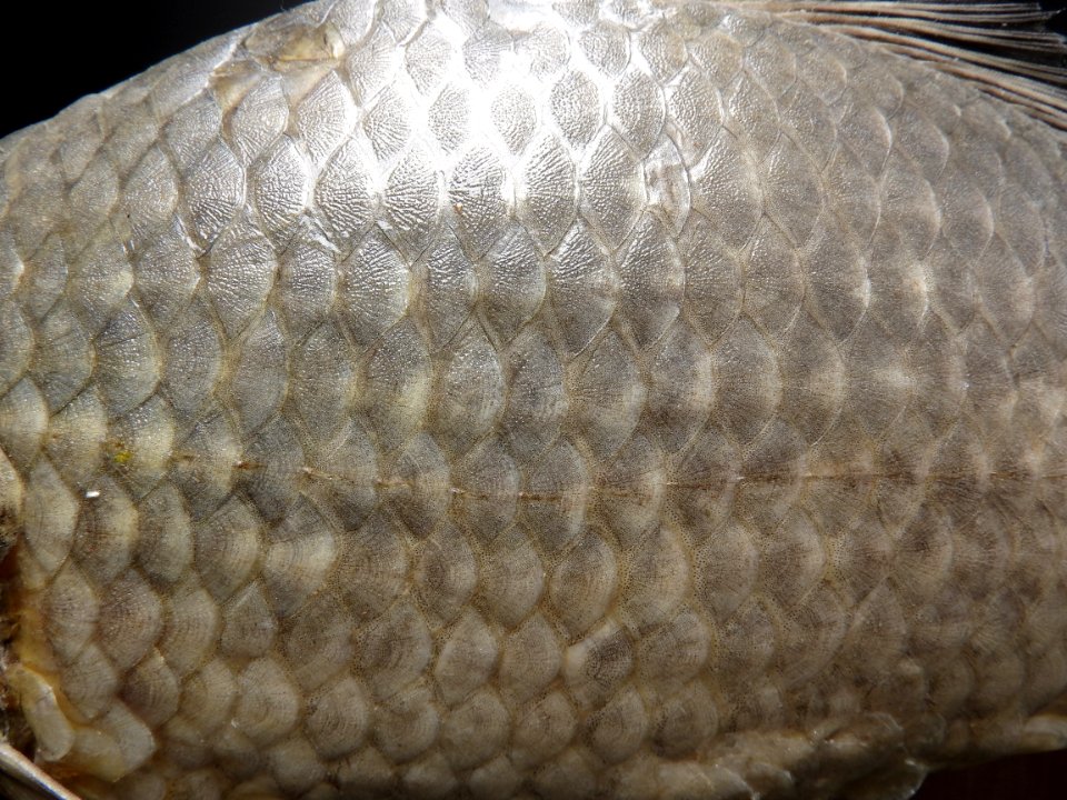 Osteichthyes - Carassius auratus (cycloid scales detail)
