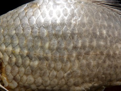 Osteichthyes - Carassius auratus (cycloid scales detail)