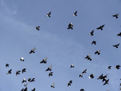 Bird dove take off photo