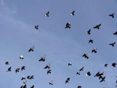 Bird dove take off