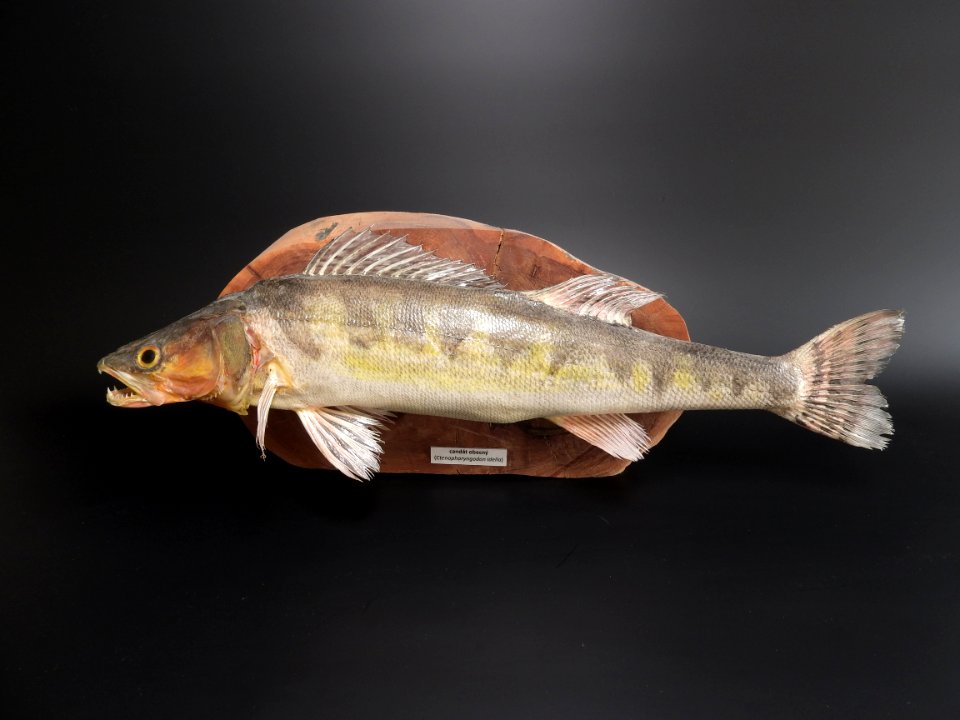 Osteichthyes - Sander lucioperca