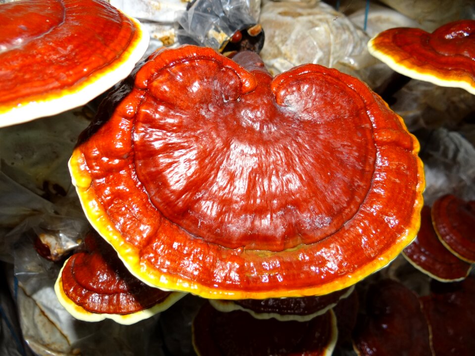Ganoderma medicinal mushrooms lingzhi mushroom