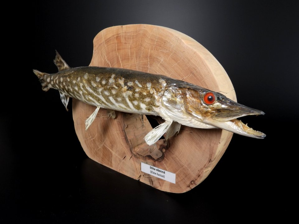 Osteichthyes - Esox lucius 2