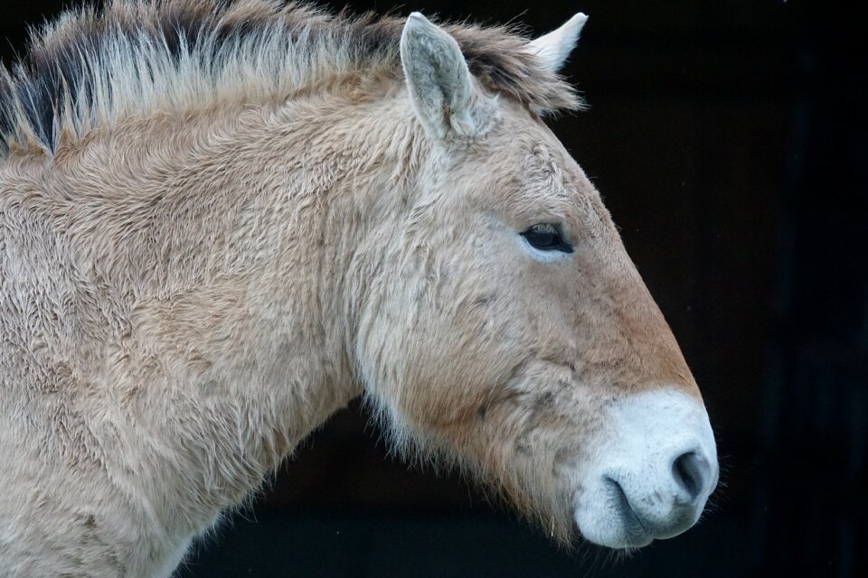 Perissodactyla portrait equus ferus