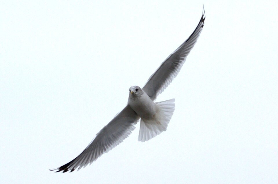 Bird laridae north sea