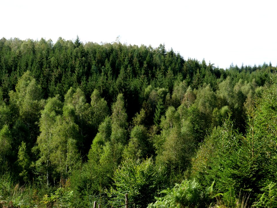 Osthertogenwald 35