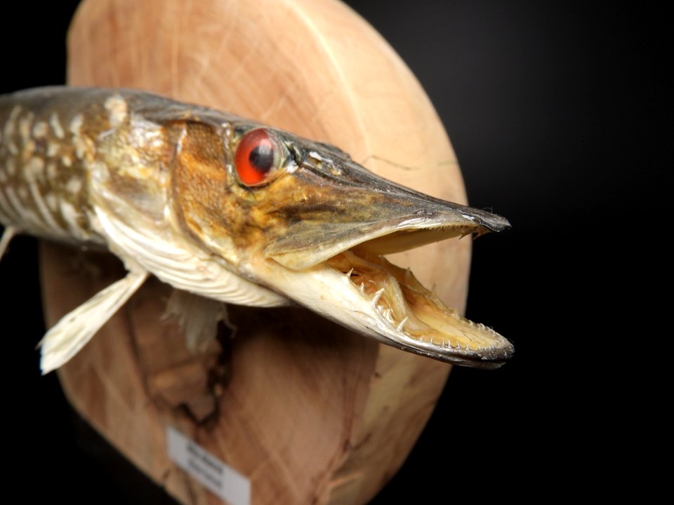 Osteichthyes - Esox lucius (mouth, teeth detail)
