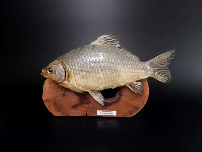 Osteichthyes - Carassius auratus