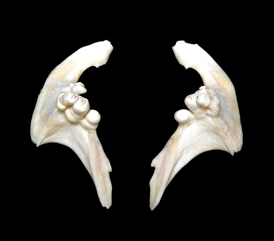 Osteichthyes - Cyprinus carpio pharyngeal teeth