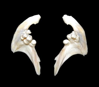 Osteichthyes - Cyprinus carpio pharyngeal teeth