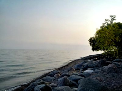 Oshawa Harbor Tree photo