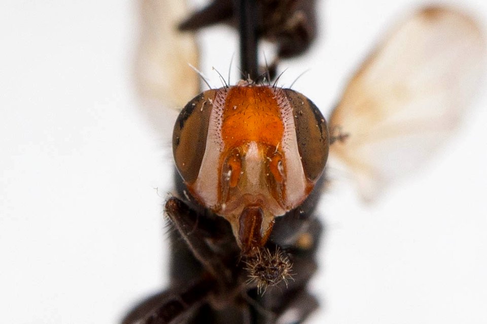Otites pyrrhocephala, frontal view