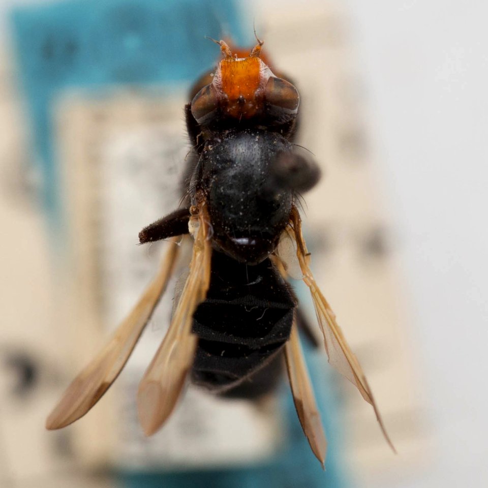 Otites pyrrhocephala, dorsal view