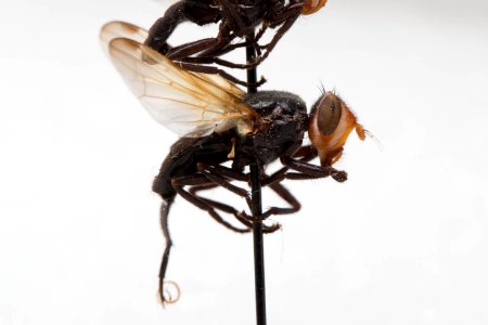 Otites pyrrhocephala, side view