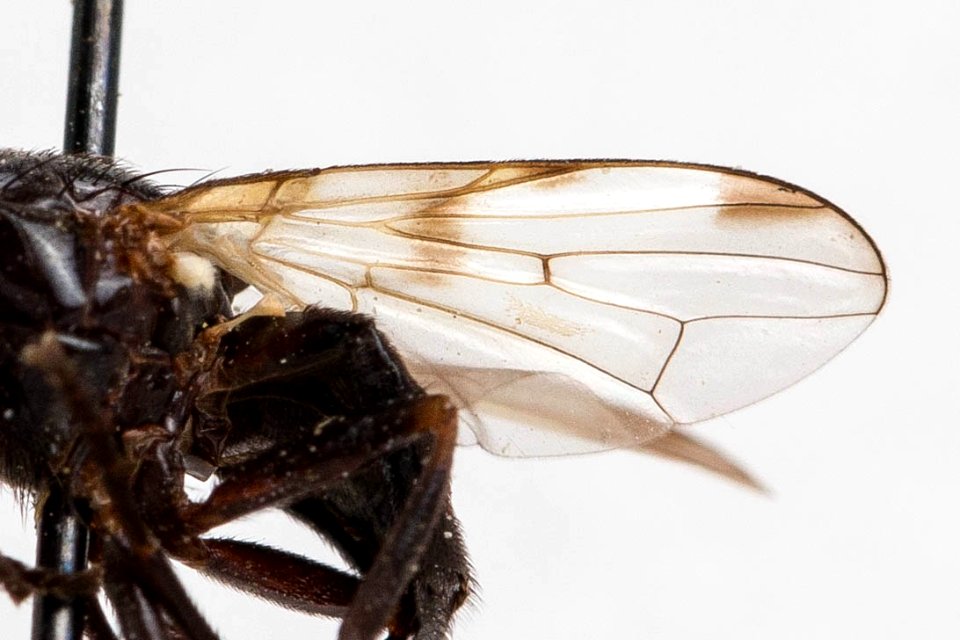 Otites bimaculata, wing