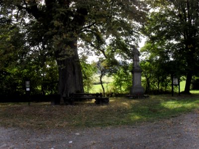 OSELCE - památná lípa (sezení)