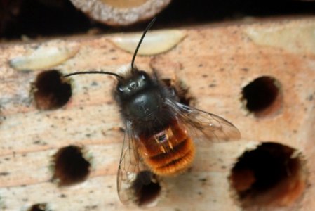 Osmia cornuta 33134049