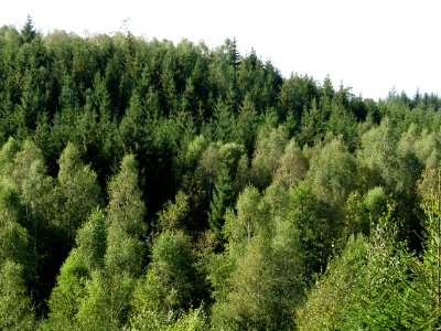 Osthertogenwald 33