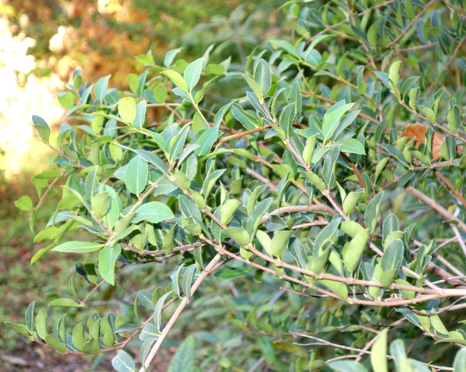 Osmanthus delavayi - Quarryhill Botanical Garden - DSC03349