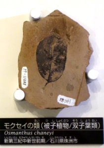 Osmanthus chaneyi - National Museum of Nature and Science, Tokyo - DSC06937-001