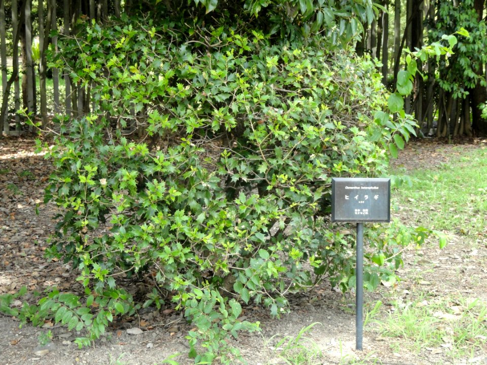 Osmanthus heterophyllus - Nagai Botanical Garden - DSC07633