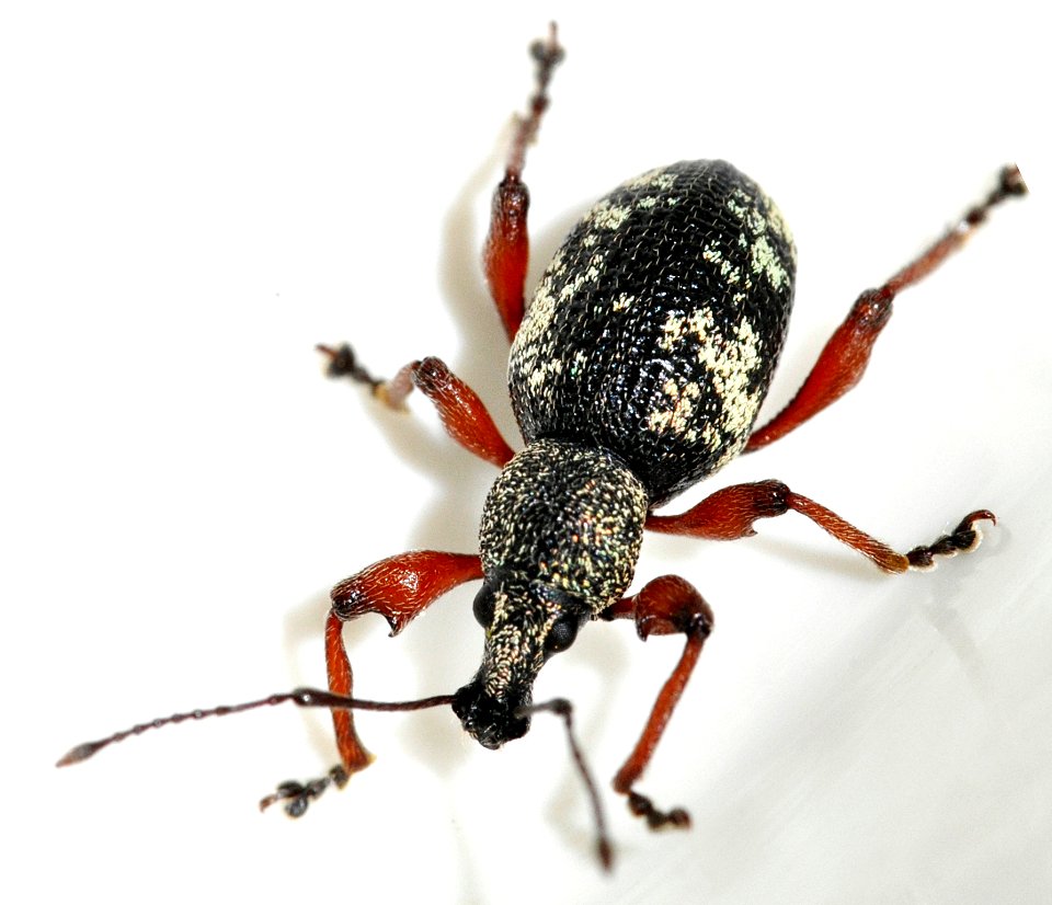 Otiorhynchus-lepidopterus-08-fws