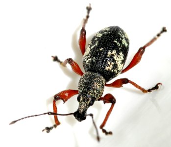 Otiorhynchus-lepidopterus-08-fws