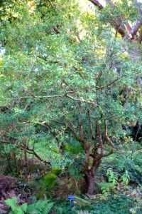Osmanthus suavis - San Francisco Botanical Garden - DSC09984